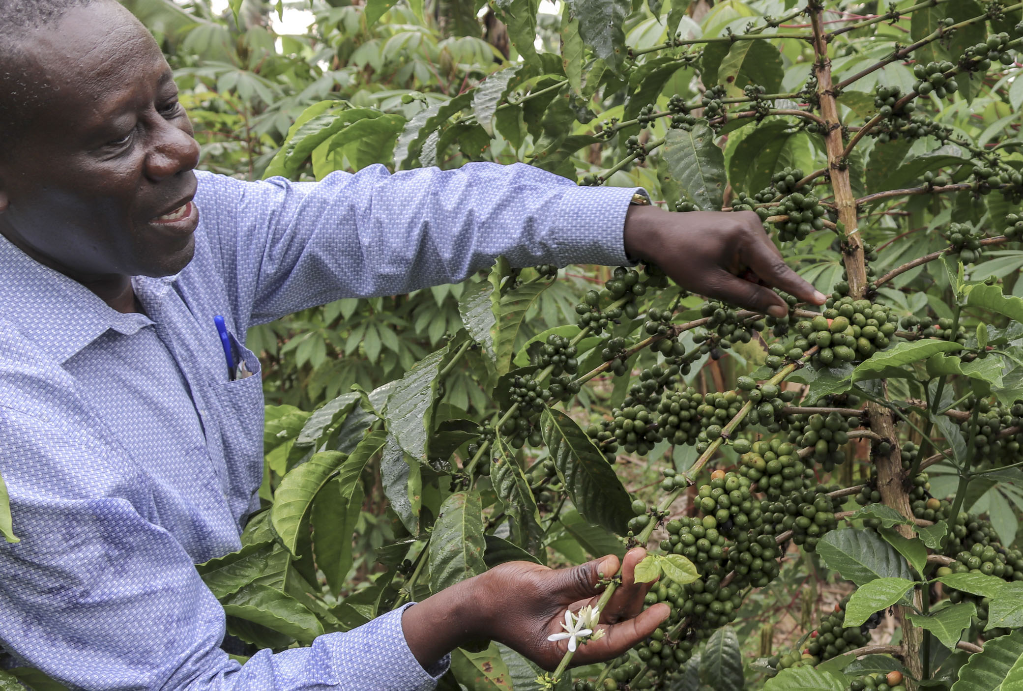 logosafrica_web_services