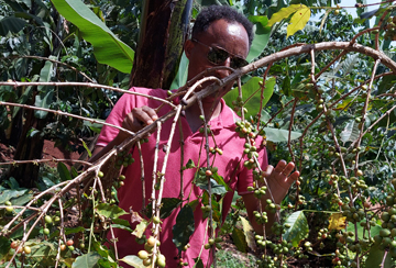 logosafrica_web_services